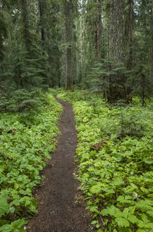 Der Pacific Crest Trail führt durch üppige und grüne Wälder, Gifford Pinchot National Forest, Washington - MINF13908