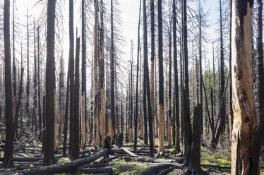 Brandgeschädigter Wald und Bäume entlang des Pacific Crest Trail, Mount Adams Wilderness, Washington - MINF13909