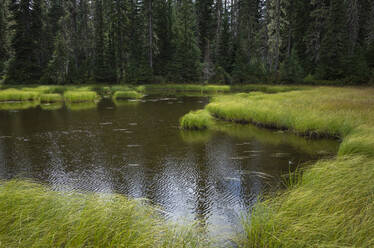 Entlang des Pacific Crest Trail, Mt. Adams Wilderness, Washington - MINF13911