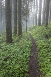 The Pacific Crest Trail extends through, lush and green forest, Gifford Pinchot National Forest, Washington - MINF13913