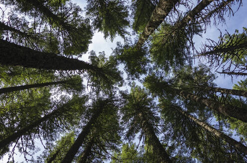 Entlang des Pacific Crest Trail, Gifford Pinchot National Forest, Washington - MINF13914