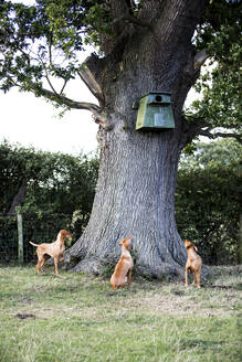 Drei Vizla-Hunde sitzen um einen Baum herum und schauen zu einem blauen Vogelhaus hinauf. - MINF13918
