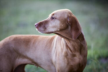 Porträt eines Vizla-Hundes, der auf einer Wiese steht. - MINF13919