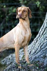 Porträt eines Vizla-Hundes, der am Fuße eines Baumes steht. - MINF13920