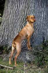 Porträt eines Vizla-Hundes, der am Fuße eines Baumes steht. - MINF13921