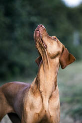 Porträt eines Vizla-Hundes mit Blick nach oben. - MINF13922