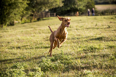 Porträt eines Vizla-Hundes, der über eine Wiese läuft. - MINF13923