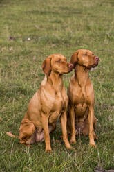 Porträt von zwei Vizla-Hunden, die nebeneinander auf einer Wiese sitzen. - MINF13924