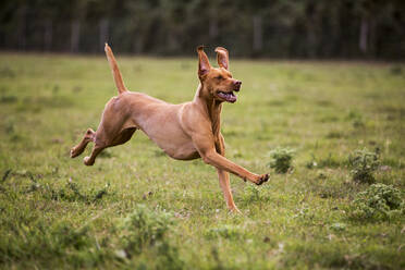 Portrait of Vizla dog running across a meadow. - MINF13925
