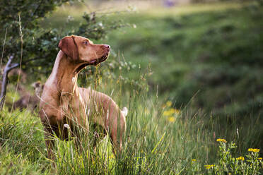 Porträt eines Vizla-Hundes, der auf einer Wiese steht. - MINF13926