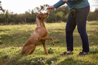 Frau trainiert Vizla-Hund mit erhobener Pfote auf einer Wiese sitzend. - MINF13927