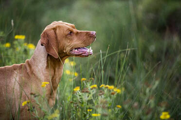 Porträt eines Vizla-Hundes, der auf einer Wiese sitzt. - MINF13928