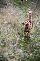 Porträt von zwei Vizla-Hunden auf einer Wiese. - MINF13930