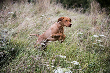 Porträt eines Vizla-Hundes, der über eine Wiese läuft. - MINF13931