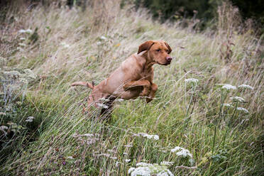 Portrait of Vizla dog running across a meadow. - MINF13931