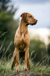 Porträt eines Vizla-Hundes, der auf einer Wiese steht. - MINF13932