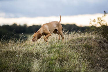 Vizla dog walking on a meadow, sniffing ground. - MINF13937