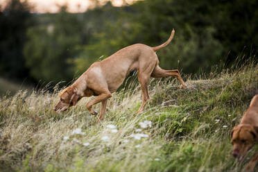 Vizla-Hund, der auf einer Wiese spazieren geht und den Boden beschnüffelt. - MINF13938