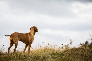 Porträt eines Vizla-Hundes, der auf einer Wiese steht. - MINF13939