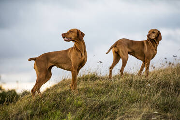 Porträt von zwei Vizla-Hunden, die auf einer Wiese stehen. - MINF13940