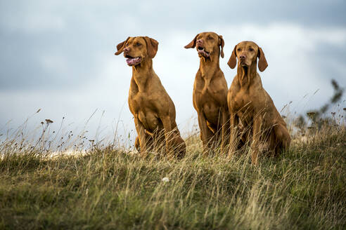 Porträt von drei Vizla-Hunden, die auf einer Wiese sitzen. - MINF13941