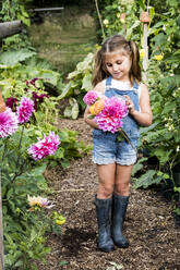 Mädchen in Jeanslatzhose steht in einem Garten und hält rosa Dahlien. - MINF13944