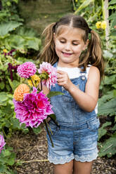 Mädchen in Jeanslatzhose steht in einem Garten und hält rosa Dahlien. - MINF13945
