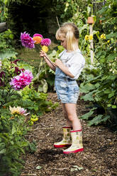 Blondes Mädchen steht in einem Garten und pflückt rosa Dahlien. - MINF13946