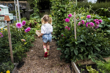 Rückansicht eines Mädchens, das einen Gartenweg entlanggeht, vorbei an rosa Dahlien, und eine Holzkiste trägt. - MINF13957