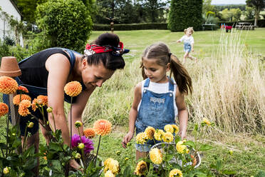 Girl and woman standing in a garden, picking pink and yellow Dahlias. - MINF13962