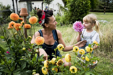 Mädchen und Frau knien in einem Garten und pflücken rosa und gelbe Dahlien. - MINF13963