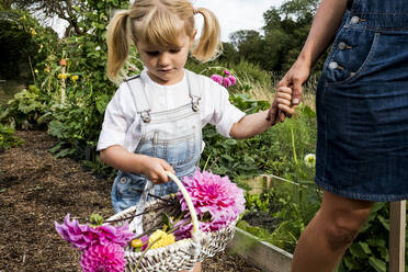 Ein Mädchen hält einen Korb mit rosa Dahlien und geht Hand in Hand mit einer Frau durch einen Garten. - MINF13964