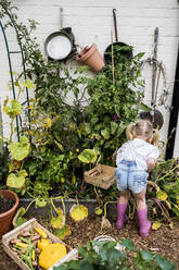 Rückansicht eines blonden Mädchens, das in einem Garten steht und frisches Gemüse pflückt. - MINF13983