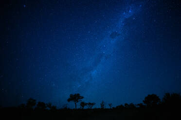 A landscape shot at night, silhouetted trees in the foreground and the Milky Way and stars in the background - MINF14010