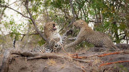 Ein männlicher und ein weiblicher Leopard, Panthera pardus, kämpfen mit ihren Pfoten und gefletschten Zähnen gegeneinander. - MINF14011