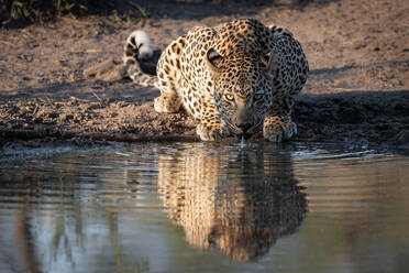 Ein Leopard, Panthera pardus, hockt sich hin, um Wasser zu trinken, direkter Blick, Ohren nach hinten gerichtet, Kräuseln im Wasser - MINF14012