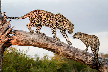 Eine Leopardenmutter, Panthera pardus, begrüßt ihr Junges, während sie auf einem Baumstamm balanciert - MINF14013