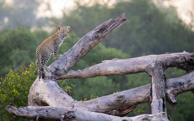 Ein Leopardenjunges, Panthera pardus, steht auf einem toten Baum. - MINF14014