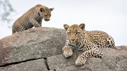 Eine Leopardenmutter, Panthera pardus, liegt mit ihrem Jungen auf einem Felsen. - MINF14015