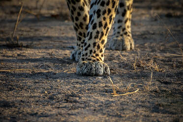 Nahaufnahme der Beine und Pfoten eines Leoparden (Panthera pardus). - MINF14016