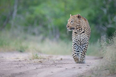 Ein männlicher Leopard, Panthera pardus, läuft eine Sandpiste entlang. - MINF14017