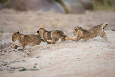 Drei Löwenjunge, Panthera leo, spielen und jagen sich gegenseitig im Sand. - MINF14019