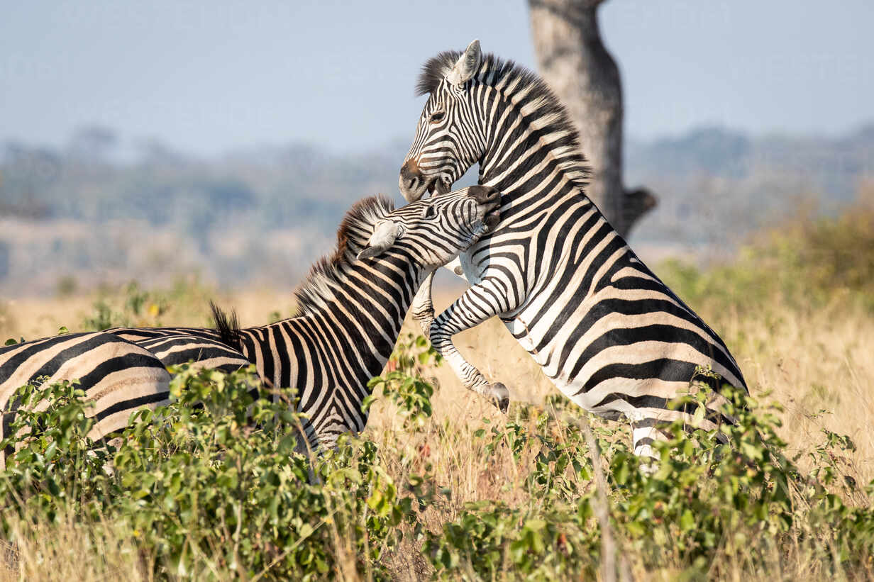 Two zebra, Equus quagga, play together, standing on hind legs rearing up.  stock photo