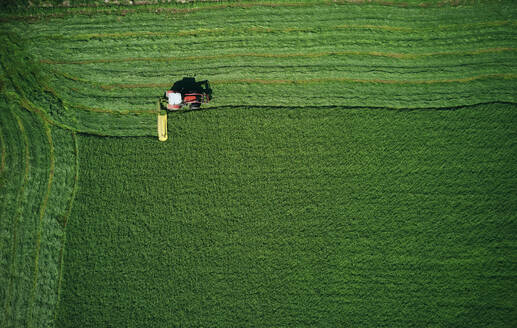 Traktor bei der Arbeit auf einem grünen Feld, der Weizen pflügt - CAVF75491