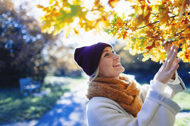 Lächelnde, neugierige junge Frau, die in einem sonnigen Park die Herbstblätter an einem Baum betrachtet - HOXF05060
