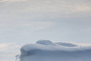 Birds on top of melting icebergs Greenland - HOXF05124