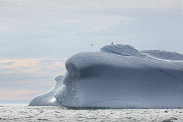 Birds above melting iceberg Greenland - HOXF05128