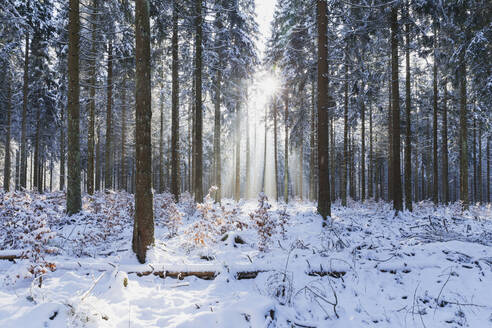 Deutschland, Nordrhein-Westfalen, Sonnenlicht beleuchtet schneebedeckten Wald im Nationalpark Eifel - GWF06489