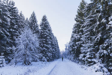 Germany, North Rhine-Westafalia, Snow-covered road in Eifel National Park - GWF06490