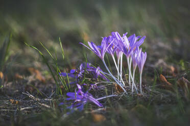 Germany, Autumn crocuses (Colchicum autumnale) blooming in grass - ASCF01111